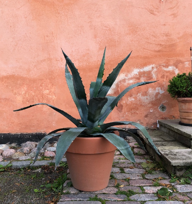 Agave ruukussa