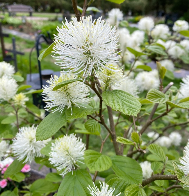 Höyhenpensas