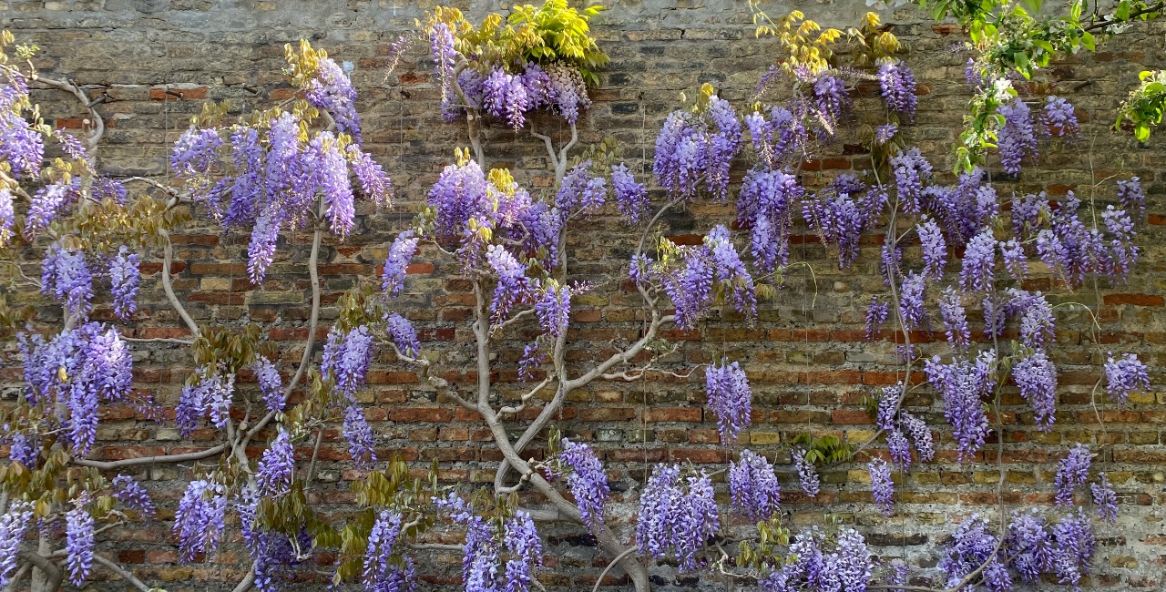 Sinisade, wisteria
